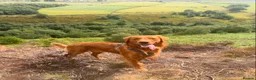 Golden Retriever dogs for stud: Fox red golden retriever to stud out  - Advert 9