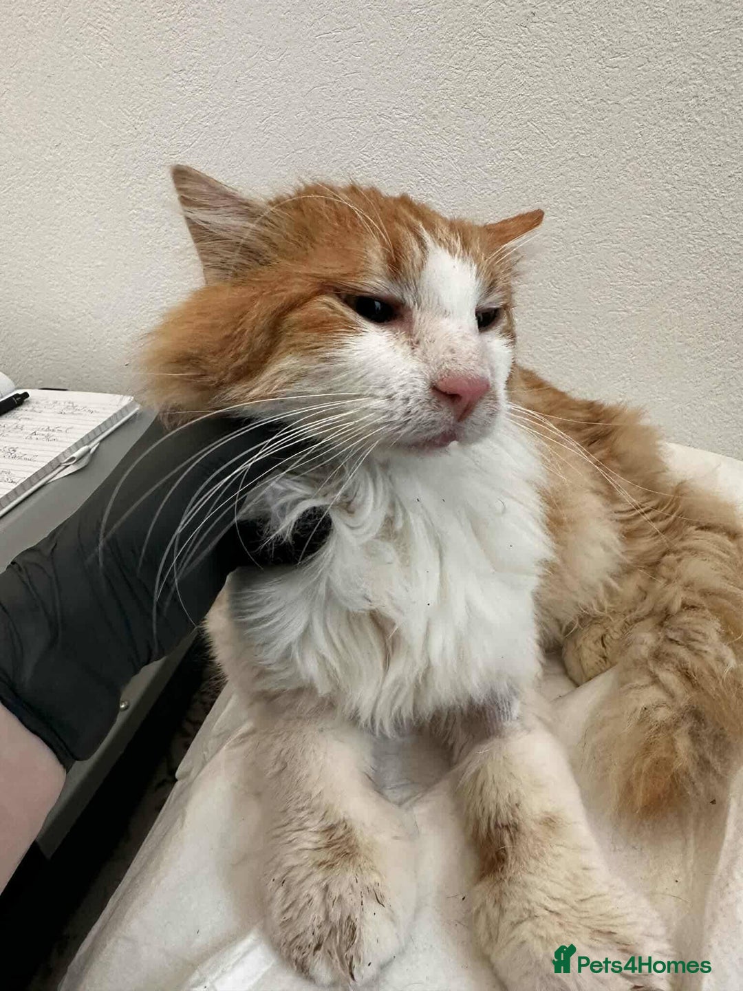 Mixed Breed cats for adoption: Jupiter for adoption - Advert 7