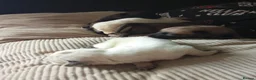 Belgian Shepherd Dog dogs for sale: 10 Belgium Mali pups  - Advert 2