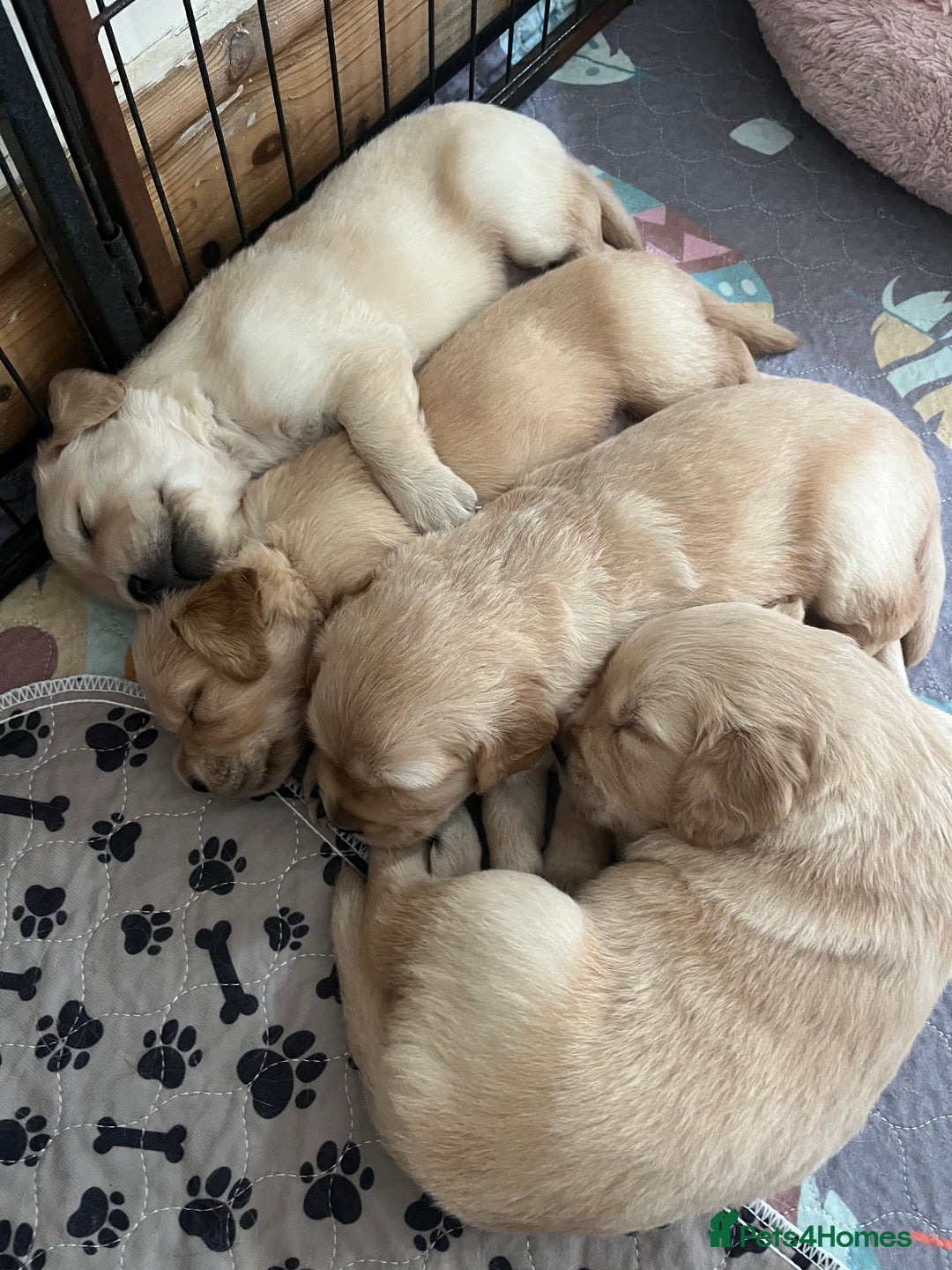 Golden Retriever dogs for sale: 6 Beautiful Golden Retrievers Puppies  - Image 9