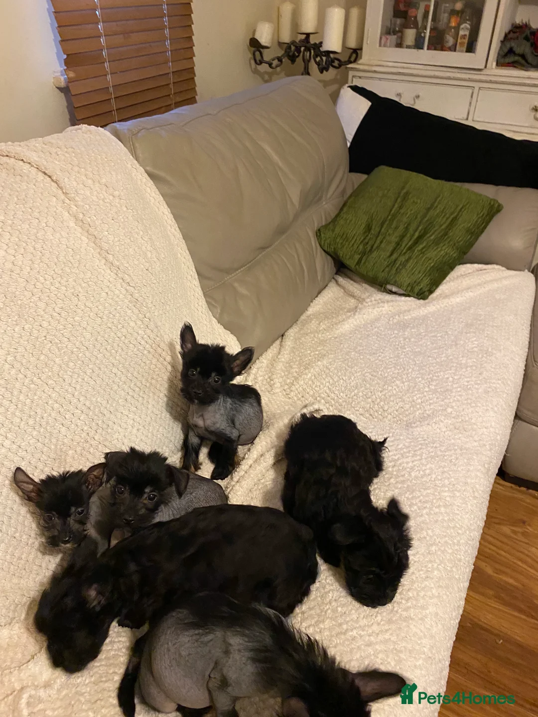 Chinese Crested dogs for sale: 5 Baby Chinese Crested Seeking Their Forever Homes - Advert 18