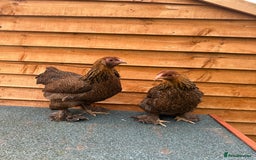 Chickens poultry for sale: Brahma bantams  - Image 3