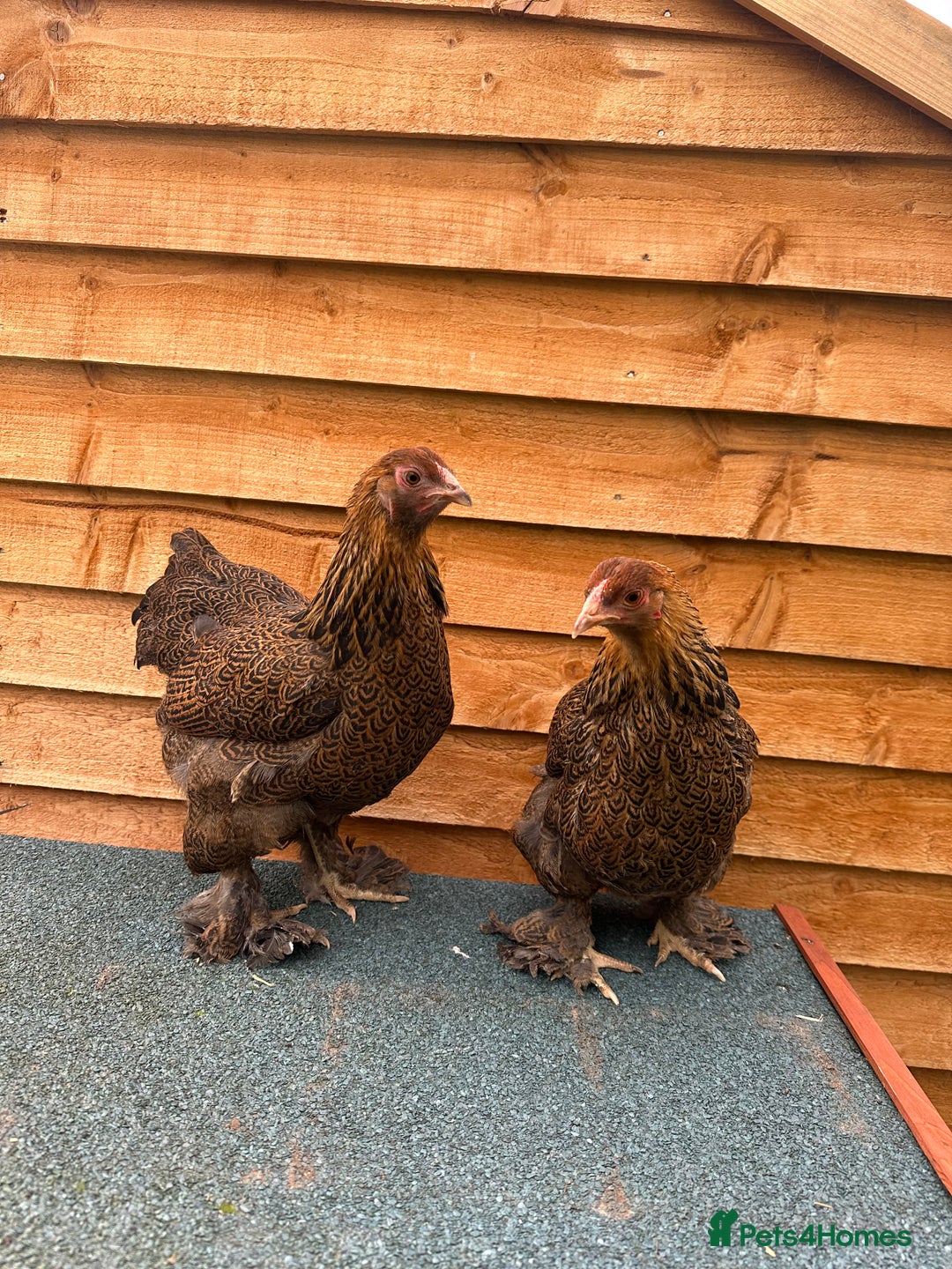 Chickens poultry for sale: Brahma bantams  - Image 3