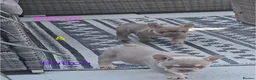 French Bulldog dogs for sale: ⭐️KC Reg⭐️Isabella & tan/liliac fawn ❤️ 🐾 - Advert 12