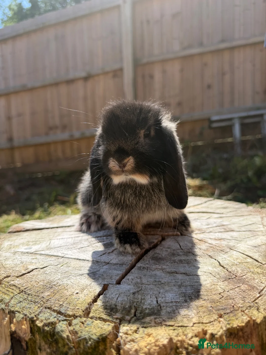 Mini Lop rabbits for sale: Mini lop doe - Advert 2