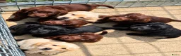 Labrador Retriever dogs for sale: Purebred Labrador Puppies. Full pedigree in Glasgow - Advert 7