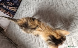 Mixed Breed cats for sale: Calico kittens. 1 girl 1 boy left - Image 9