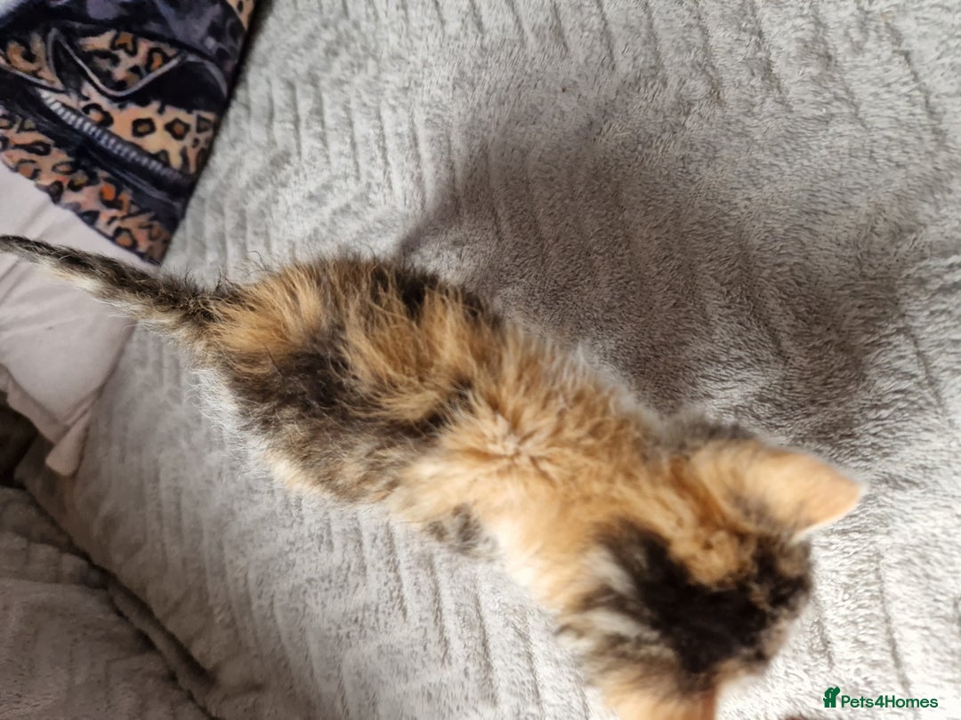 Mixed Breed cats for sale: Calico kittens. 1 girl 1 boy left - Image 9