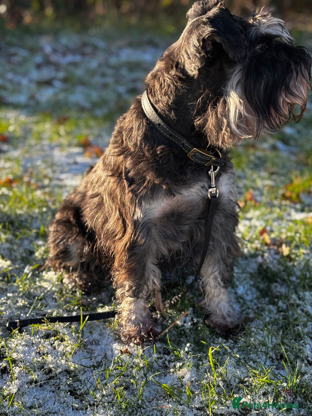 Miniature Schnauzer dogs for stud: 🐾 Miniature Schnauzer Stud – Black & Silver - Advert 2