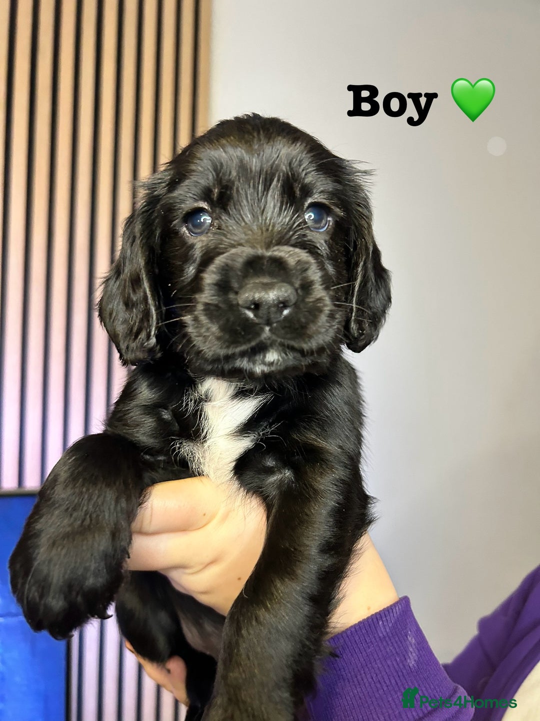 Sprocker dogs for sale: 3 Beautiful sprocker puppies - Advert 4