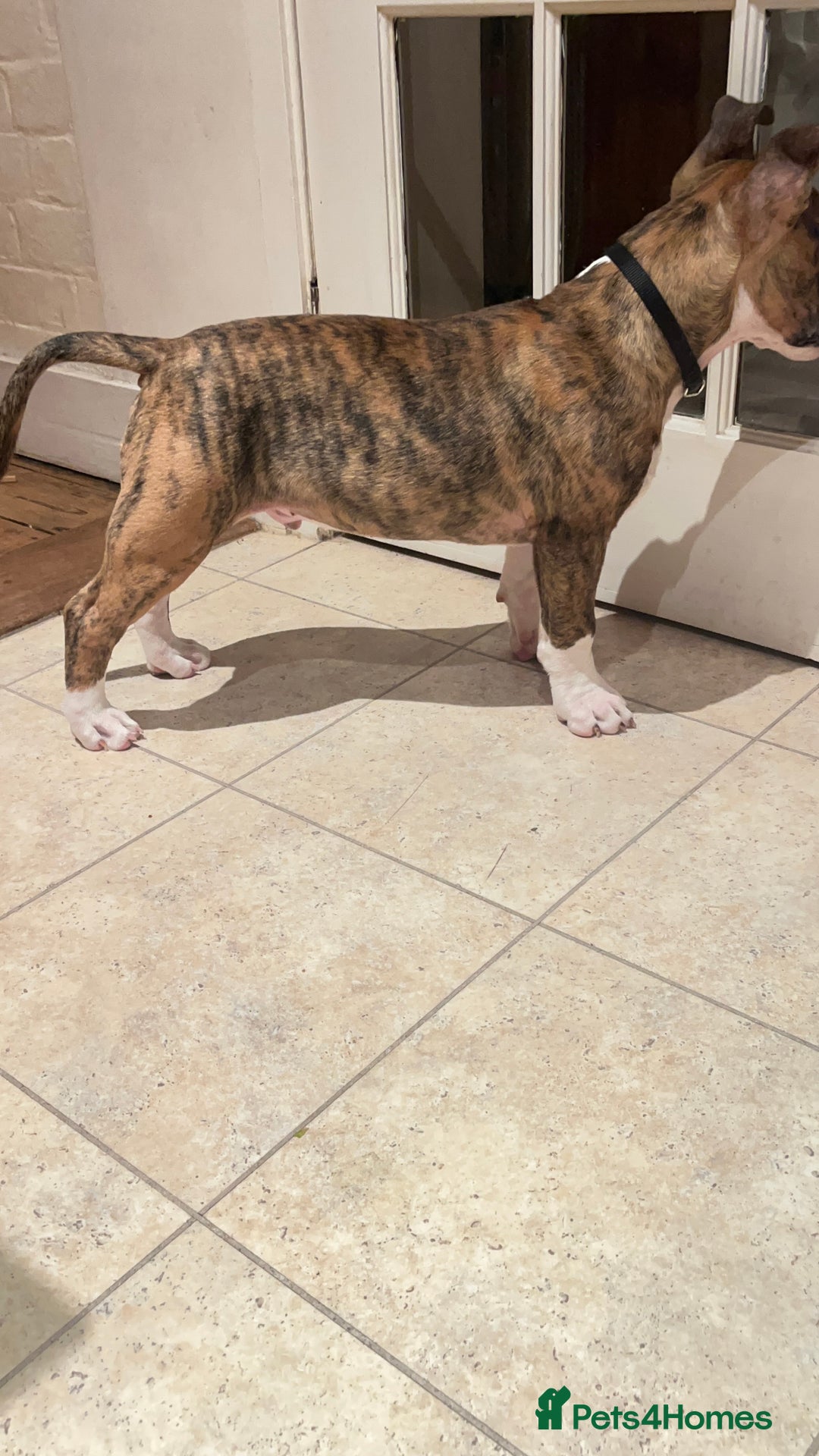 English Bull Terrier dogs for sale: English Bull Terrier male puppy  - Advert 9