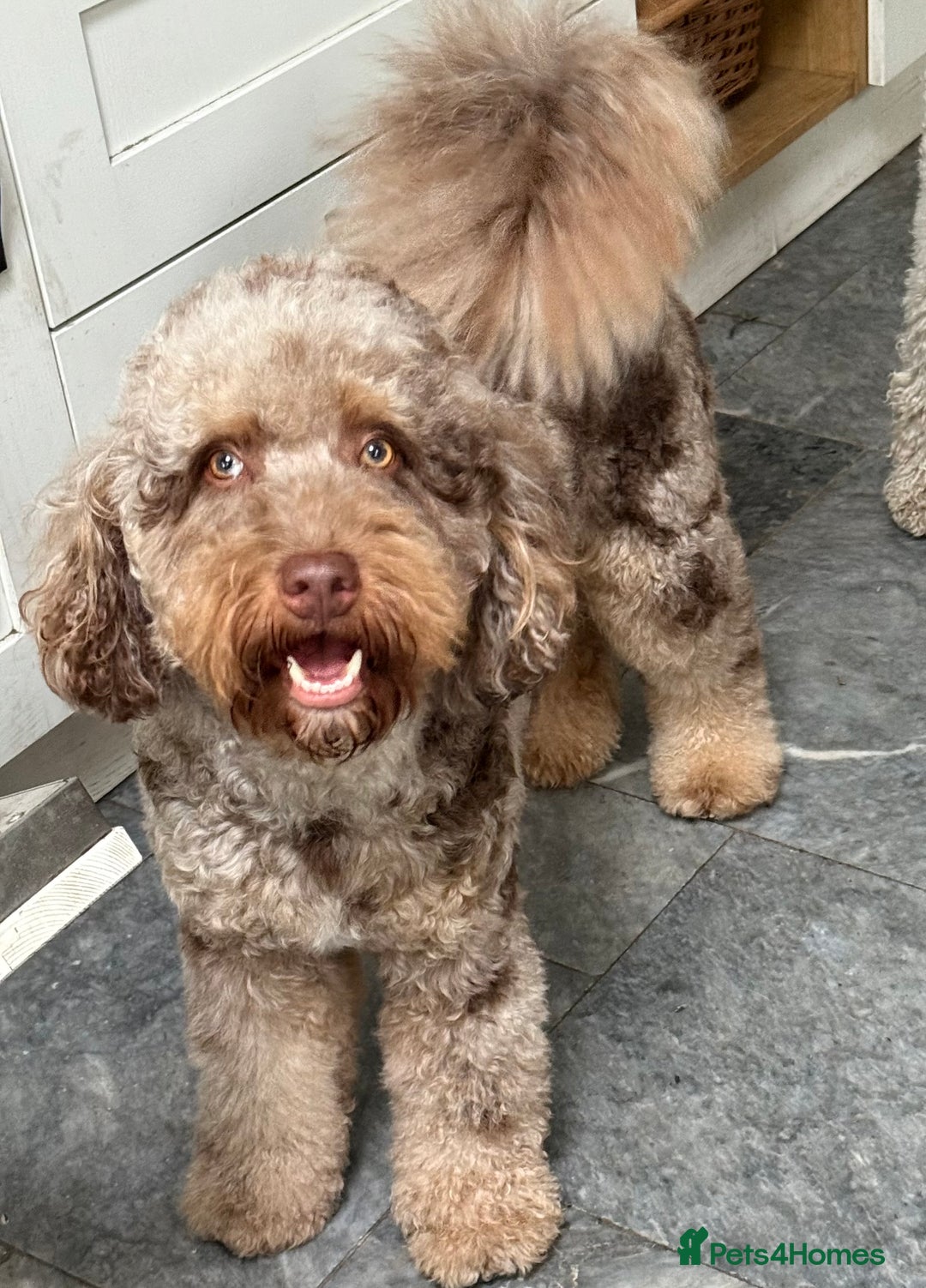 Bernedoodle dogs for sale: Ready to go Miniature Health Tested Bernedoodles  - Advert 4