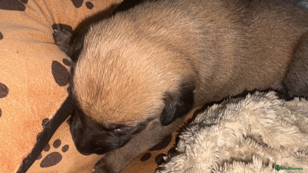 Mixed Breed dogs for sale: Belgian mali cross bullgreyhound PUPPIES  - Advert 36