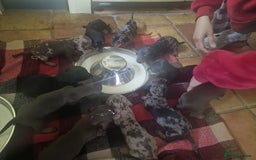 Miniature Dachshund dogs for sale: KC Registered Miniature Dachshund Puppies - Image 13