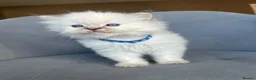 Ragdoll cats for sale: Registered Ragdoll kittens for sale - Advert 4