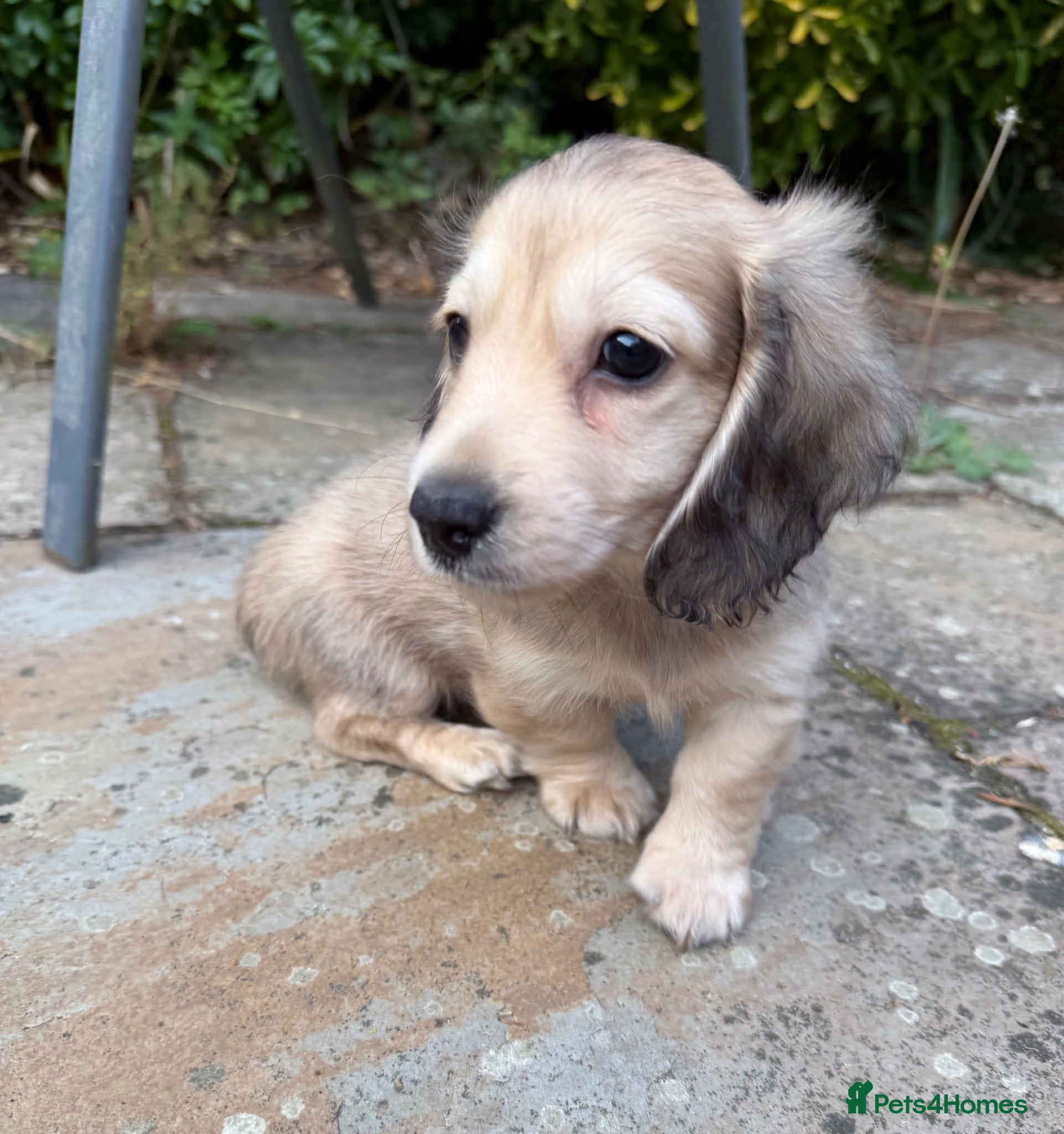 Miniature Dachshund dogs  Health tested cream mini long haired boy - Advert 7
