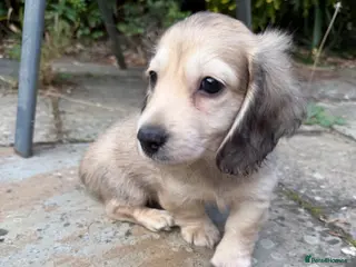 Miniature Dachshund dogs Health tested cream mini long haired boy - Advert 5