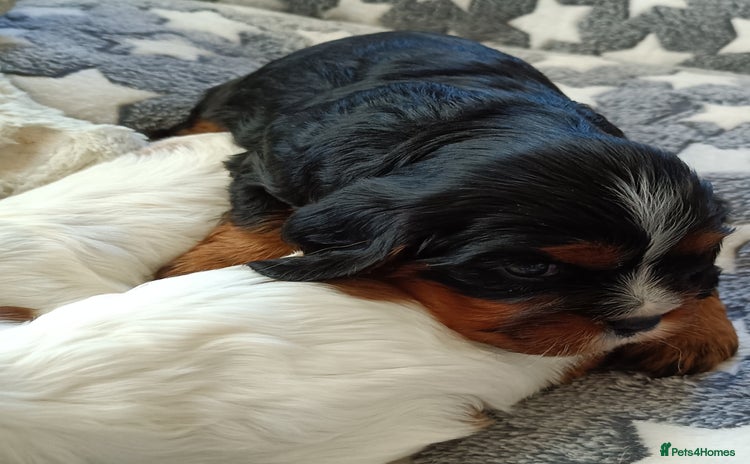 Cavalier King Charles Spaniel dogs Cavalier king Charles Fully health checked KC Reg  - Advert 7