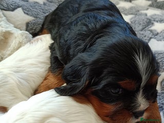 Cavalier King Charles Spaniel dogs Cavalier king Charles Fully health checked KC Reg - Advert 6