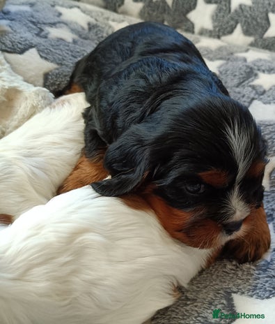 Cavalier King Charles Spaniel dogs Cavalier king Charles Fully health checked KC Reg - Advert 7