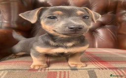 Jack Russell dogs for sale: Fantastic litter of miniature jr rare  colours  - Image 30