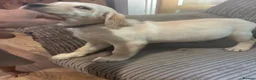 Goldador dogs for sale: Labrador x golden retriever ( goldador) - Advert 9