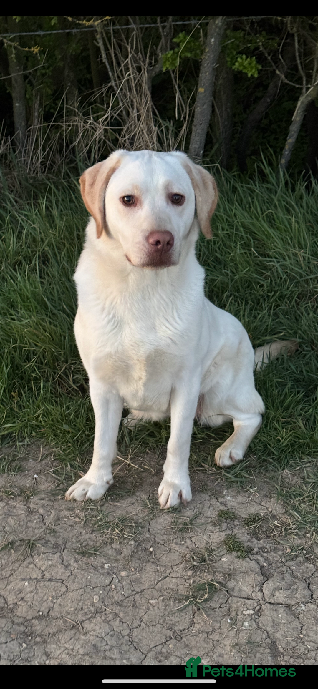 Labrador Retriever dogs for sale: ⭐️5 ADORABLE LABRADOR PUPPIES⭐️ - Advert 19