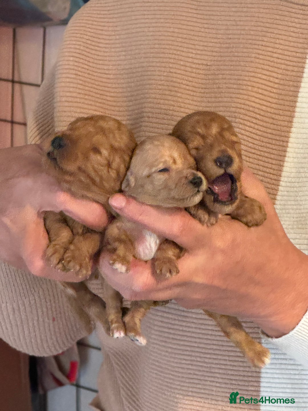 Toy Poodle dogs for sale: Toy Poodles - Advert 5