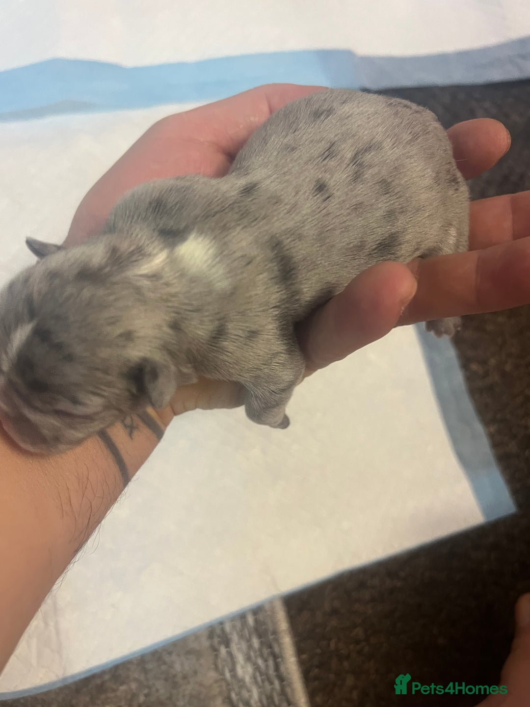 French Bulldog dogs for sale: French puppy  - Advert 8