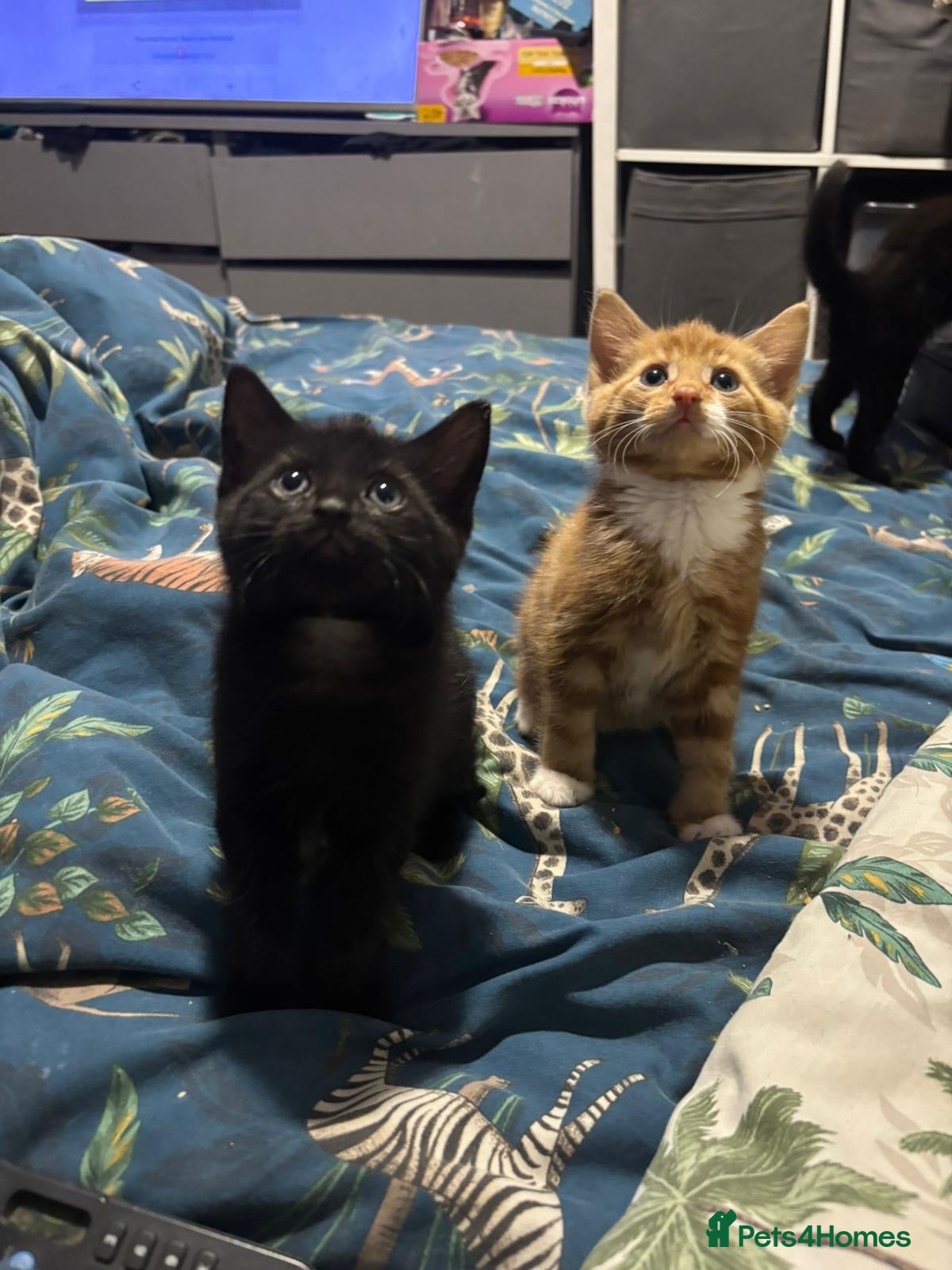 Mixed Breed cats Fluffy kittens ready now - Advert 1