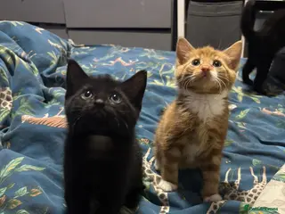 Mixed Breed cats Fluffy kittens ready now - Advert 3