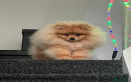 Pomeranian dogs for sale: Pomeranian  - Image 4