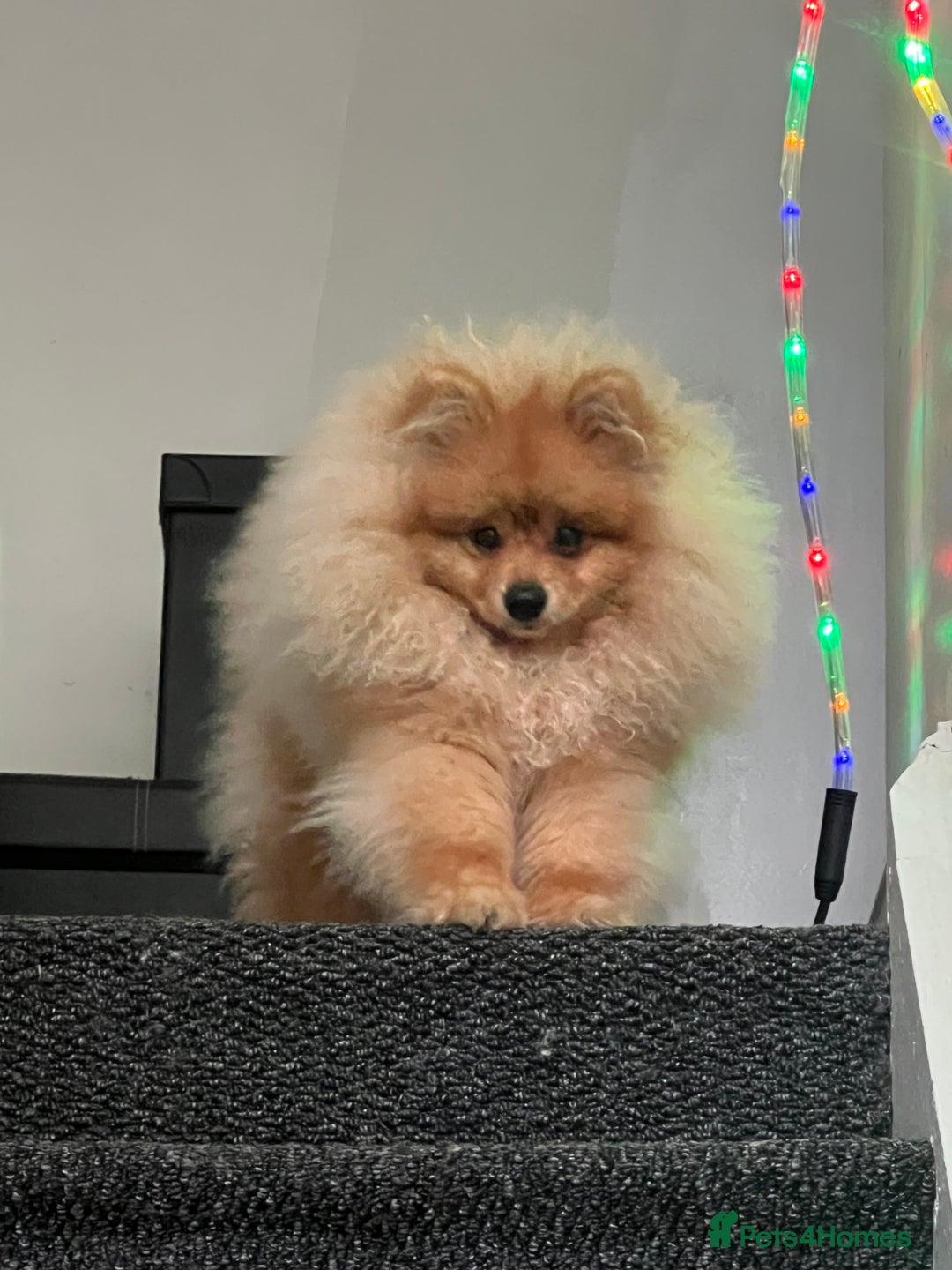 Pomeranian dogs for sale: Pomeranian  - Image 4