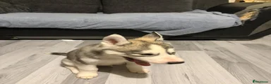 Siberian Husky Puppy 2