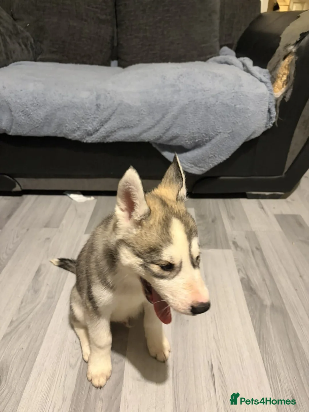 Siberian Husky dogs for sale: Husky - Advert 7