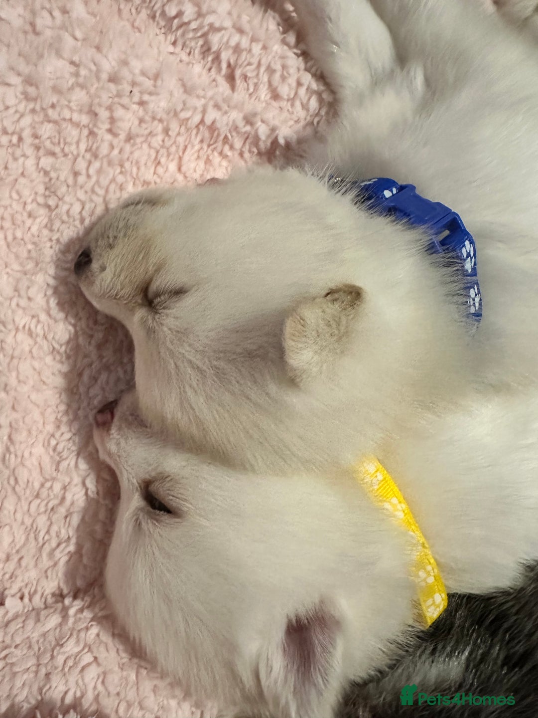 Pomsky dogs for sale: F4 beautiful puppy pomskie blue eyes - Image 15