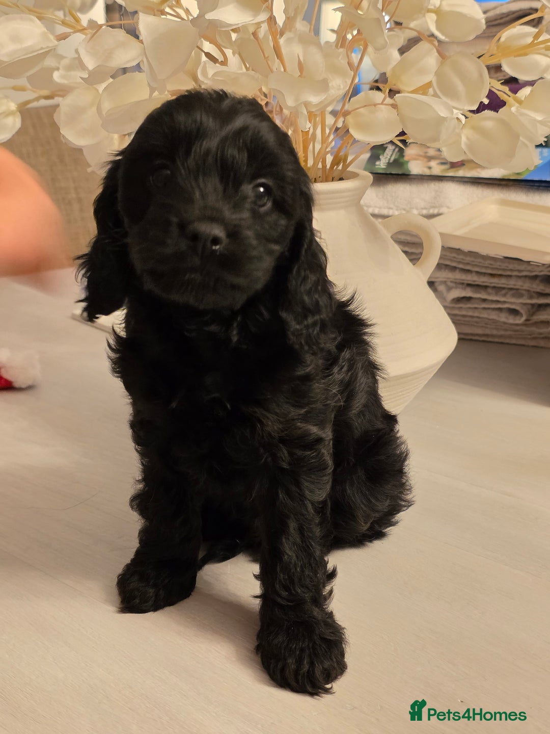 Toy Poodle dogs for stud: Toy poodle stud boy  in Blackburn - Advert 39