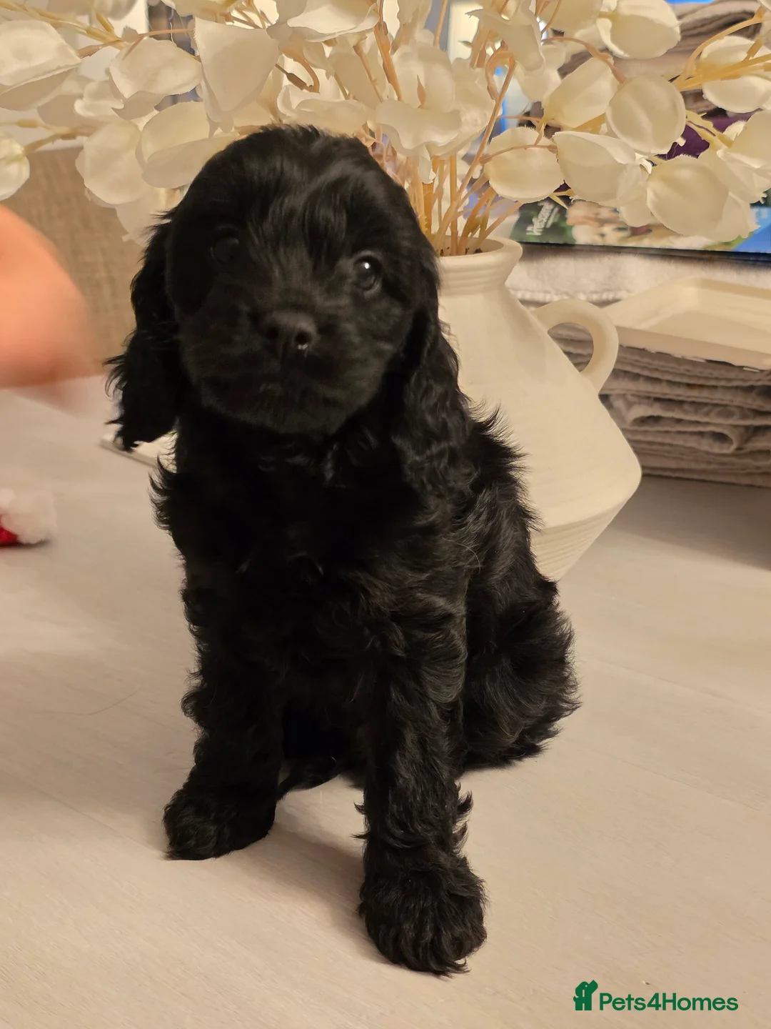 Toy Poodle dogs for stud: Toy poodle stud boy  in Blackburn - Advert 37