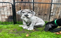 Great Dane dogs for sale: Great Dane puppy’s  - Image 11