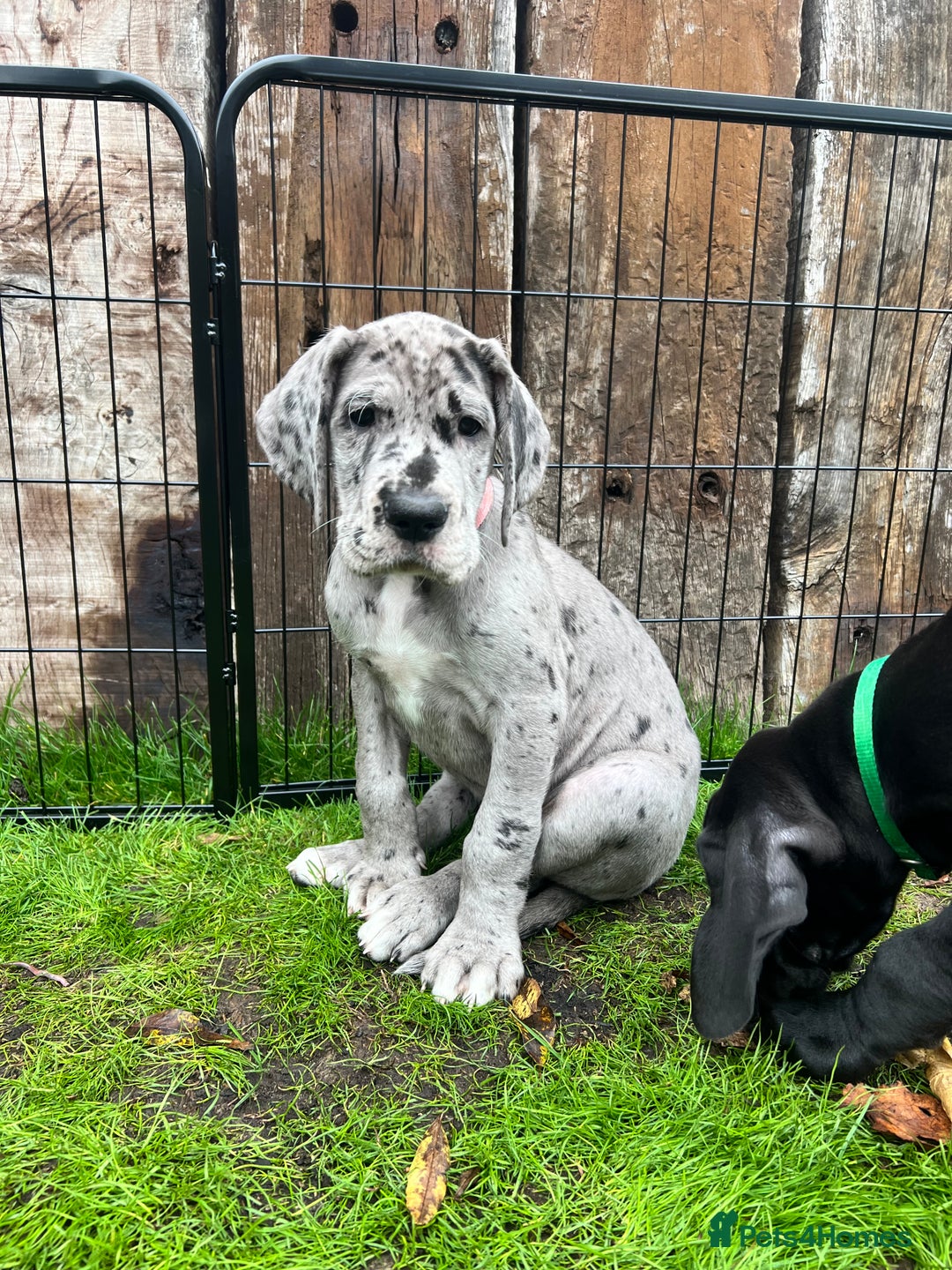 Great Dane dogs for sale: Great Dane puppy’s  - Image 11