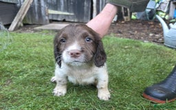 English Springer Spaniel dogs for sale: Pedigree KC registered English Springer boys.  - Image 1