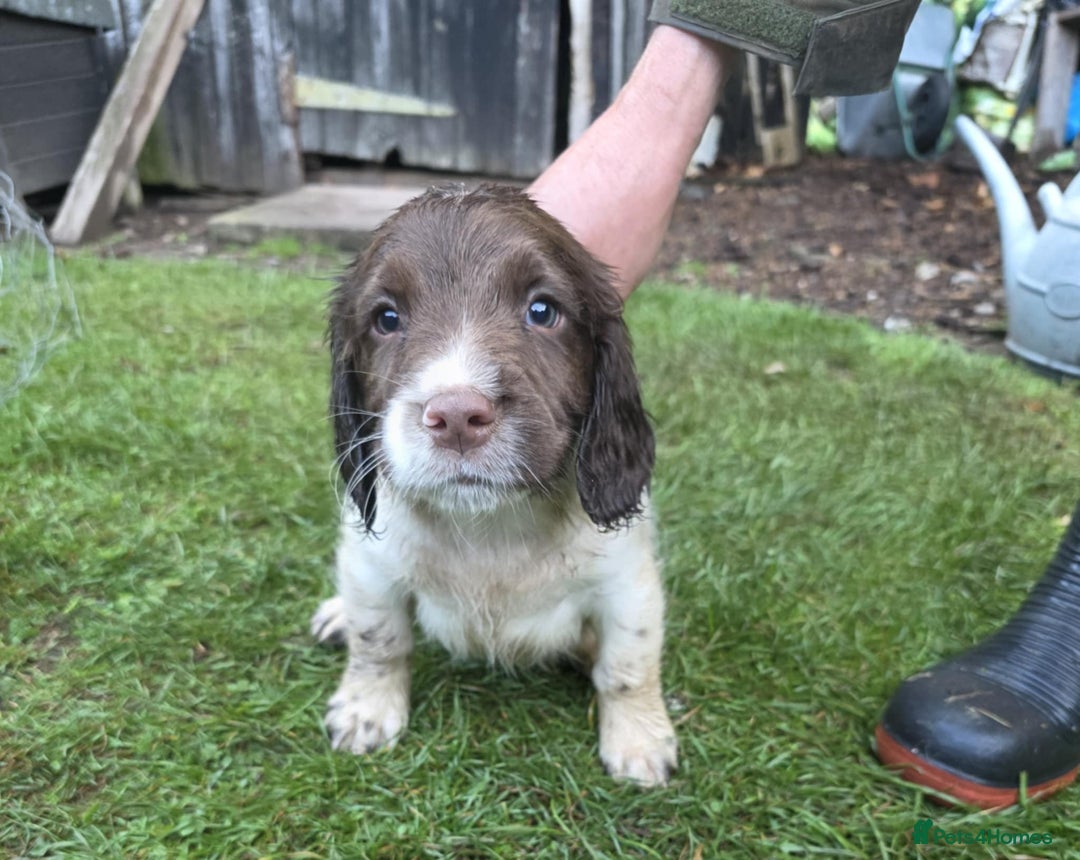 English Springer Spaniel dogs for sale: Pedigree KC registered English Springer boys.  - Image 1