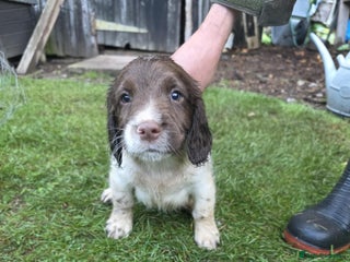 English Springer Spaniel dogs - Advert 2
