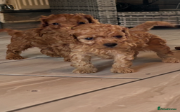Cavapoo dogs for sale: Cavapoo pups  - Image 11