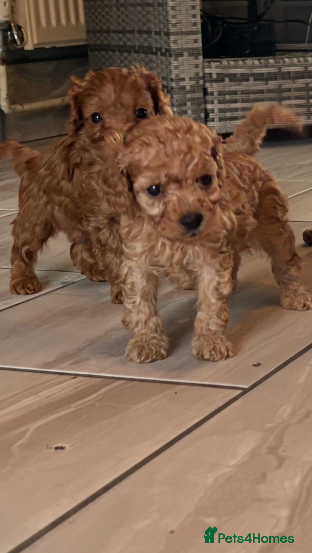 Cavapoo dogs for sale: Cavapoo pups  - Image 11