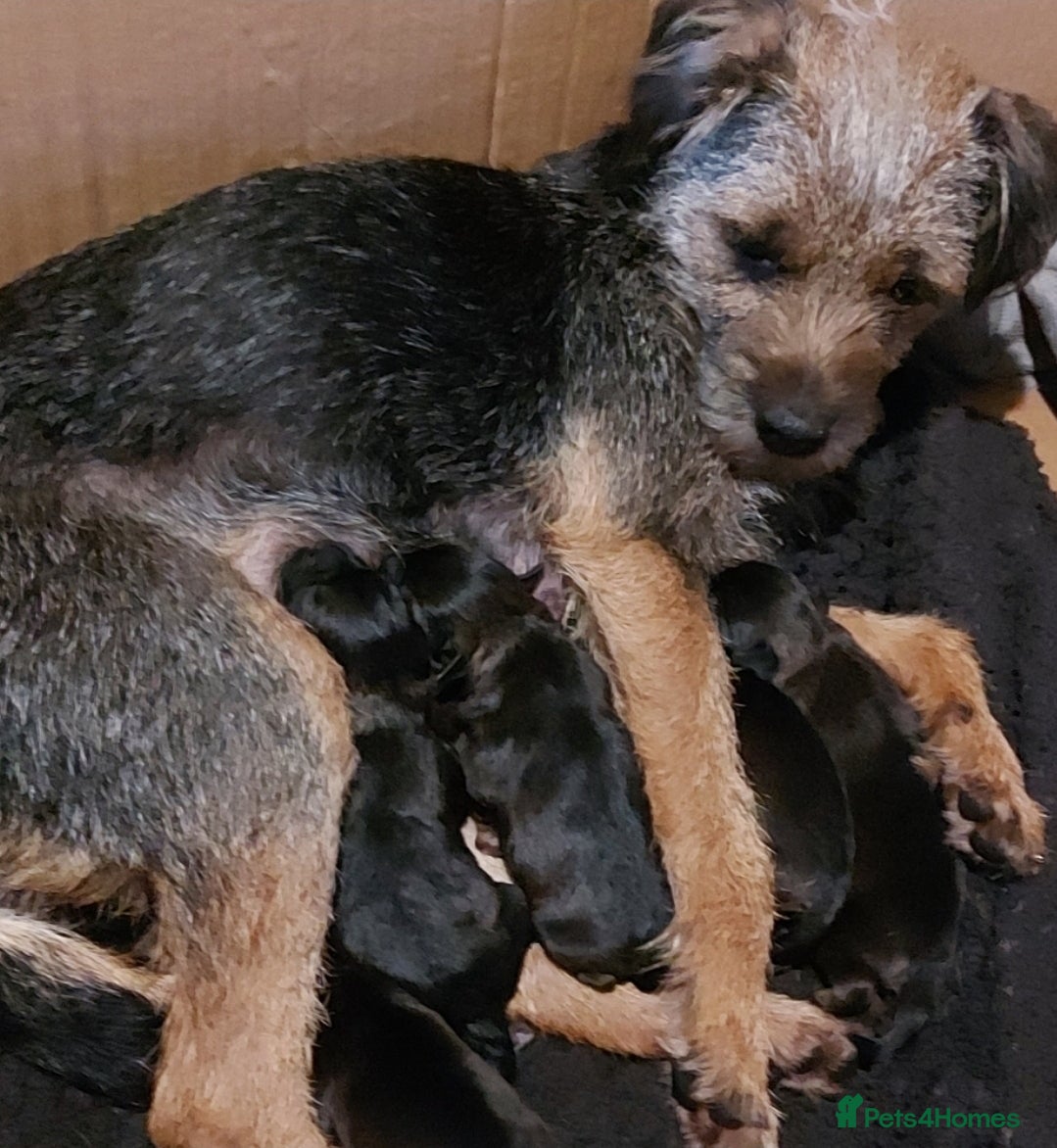 Border Terrier dogs Border terrier pups - Advert 5