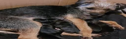 Border Terrier dogs for sale: Border terrier pups - Advert 1