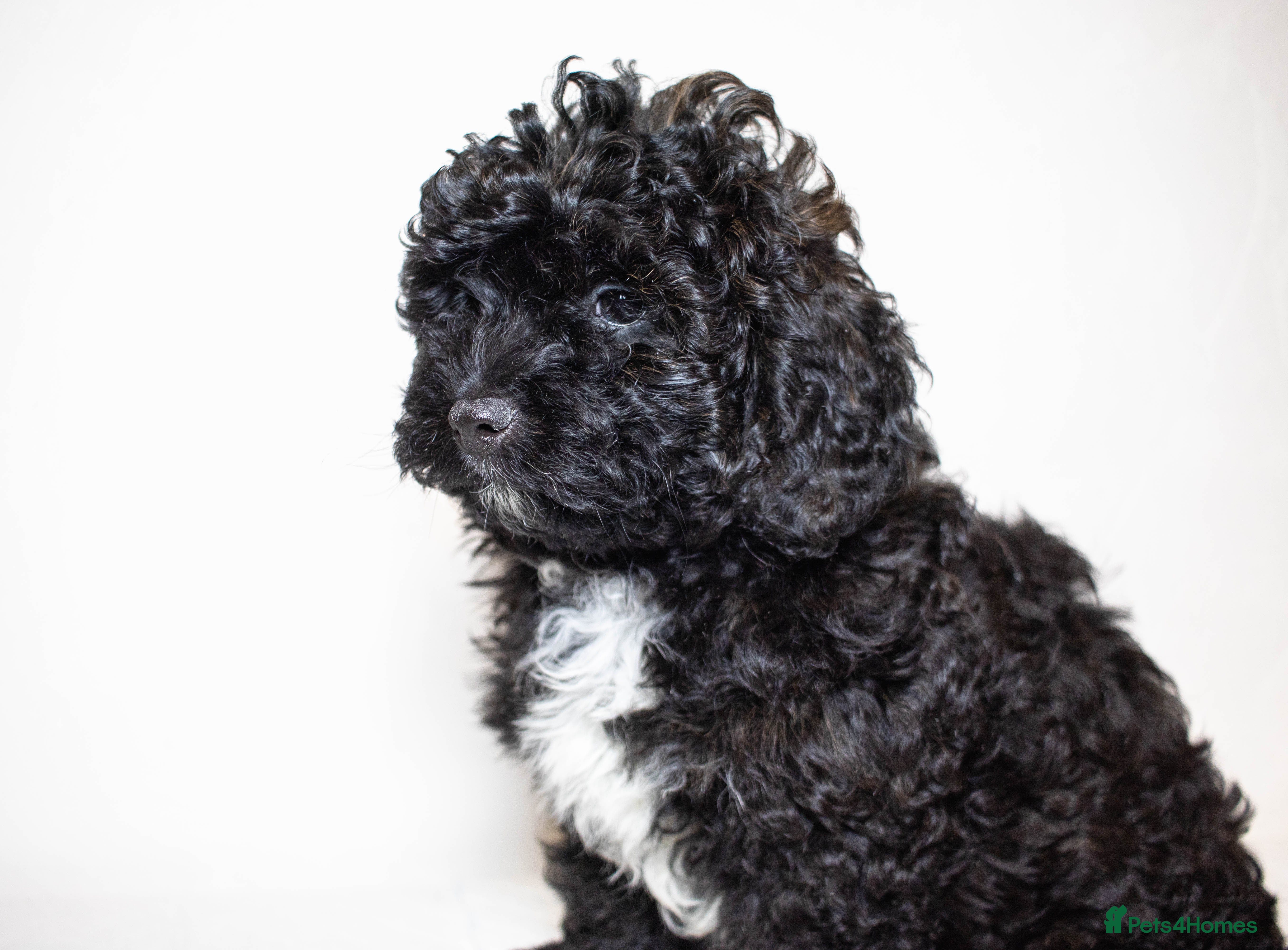 Mixed Breed dogs Only one left. PoodlexHavanese  - Advert 2