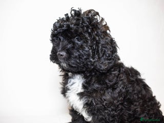 Mixed Breed dogs Havapoo. Best dogs ever. One boy left. - Advert 4