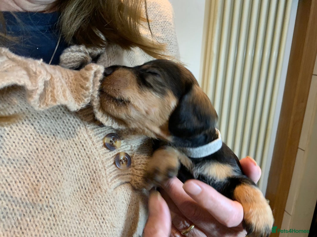 Dachshund dogs for sale: KC reg Standard Wire Haired Dachshunds - Image 2